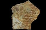 Ordovician Graptolite (Araneograptus) Plate - Morocco #116750-1